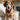 bandana chiens holly gabardine de coton kit couture prêt à coudre disclothed paris débutant