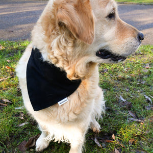 holly chien modèle bandana disclothed paris kit couture débutant facile